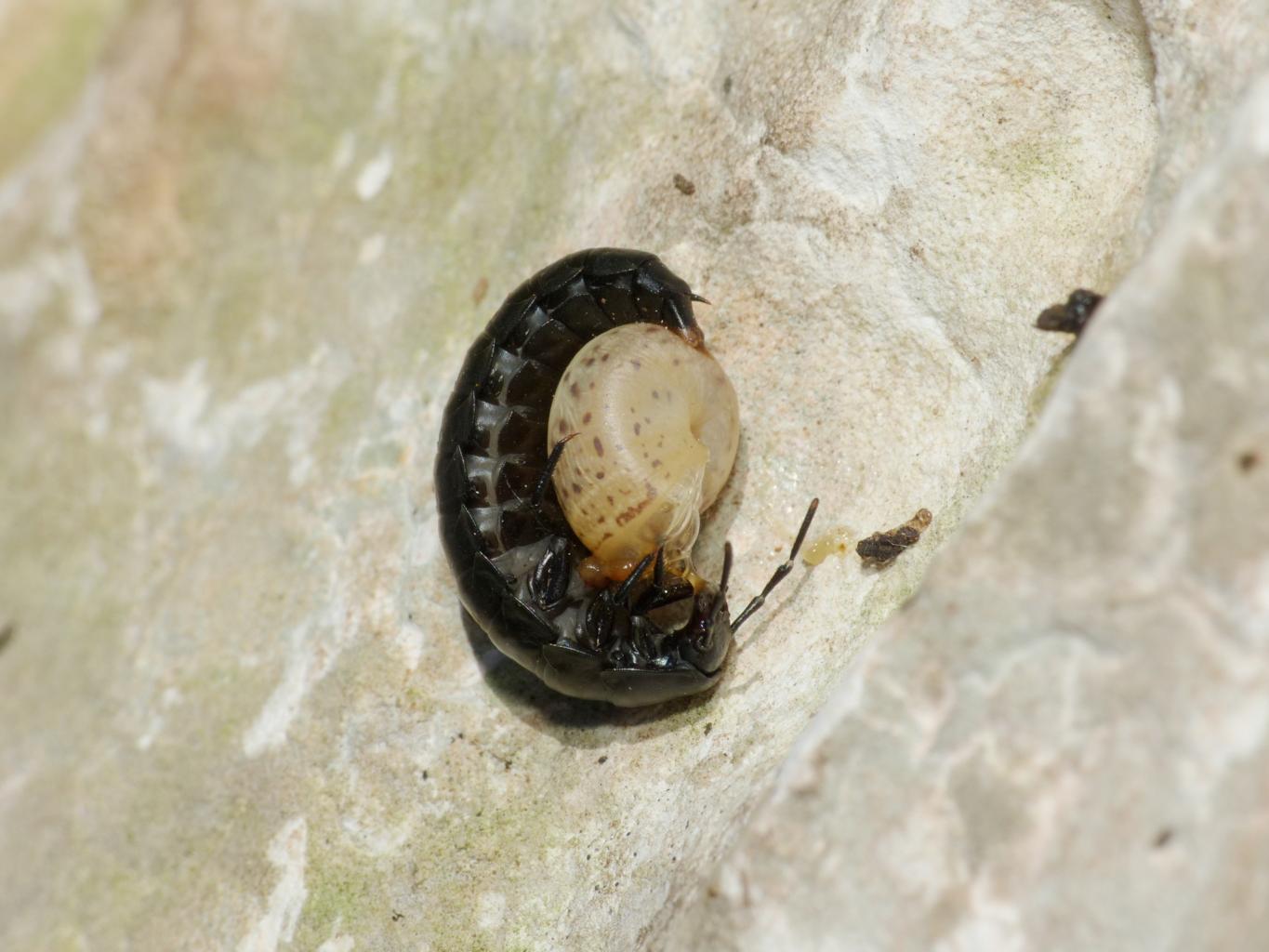 Larva di Silphidae con chiocciola